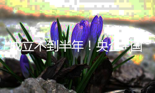 打造司控不到半年保公让企成立国企股权拟转环联手央